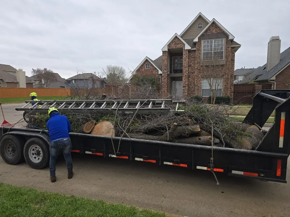 Expert Tree Removal with proper safety equipment in Fairfax